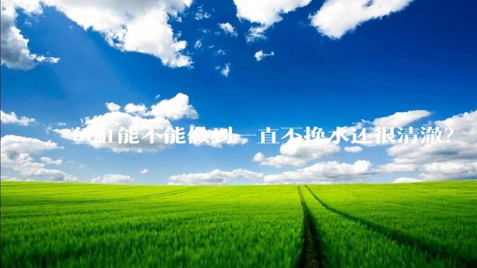 鱼缸能不能做到一直不换水还很清澈？